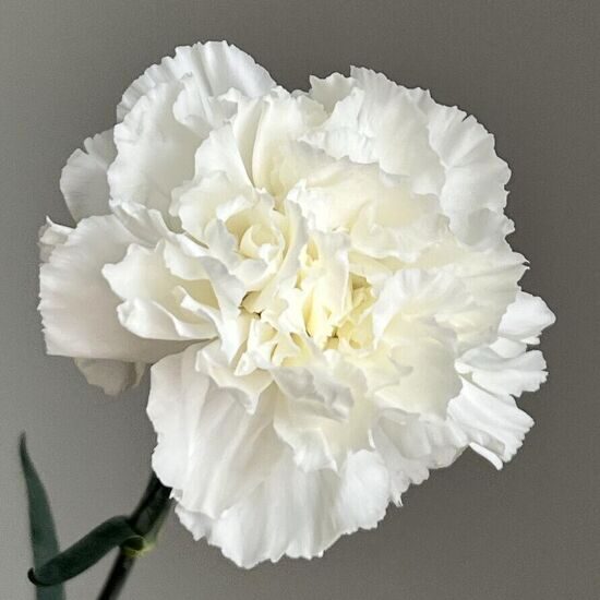 Диантус белый